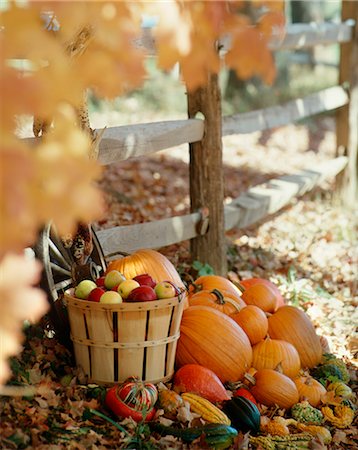 pumpkin fruit and his leafs - AUTUMN STILL LIFE BY WOODEN FENCE BASKET APPLES PUMPKINS SQUASH FALL FOLIAGE LEAVES Stock Photo - Rights-Managed, Code: 846-03164646