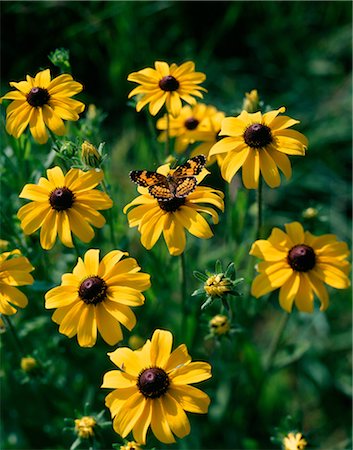 BUTTERFLY ON BLACK-EYED SUSAN Stock Photo - Rights-Managed, Code: 846-03164757