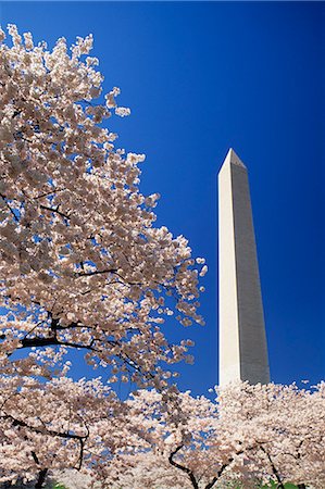 WASHINGTON, DC WASHINGTON MONUMENT WITH CHERRY BLOSSOMS Stock Photo - Rights-Managed, Code: 846-03165309