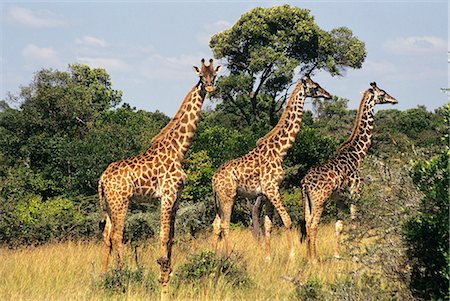 KENYA, AFRICA MASAI MARA GAME RESERVE MASAI GIRAFFES Stock Photo - Rights-Managed, Code: 846-03165374