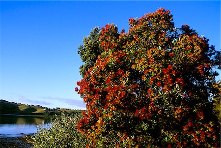 NEW ZEALAND CHRISTMAS TREE IN BLOOM Stock Photo - Rights-Managed, Code: 846-03165426
