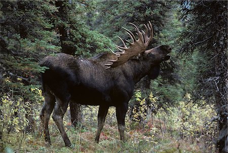 ALASKAN BULL MOOSE Alces alces gigas Stock Photo - Rights-Managed, Code: 846-03166269