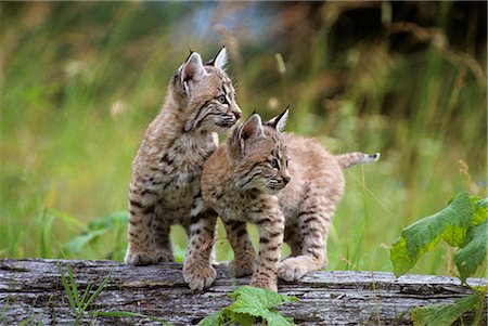 TWO YOUNG BOBCATS ON LOG Lynx rufus Stock Photo - Rights-Managed, Code: 846-03166284