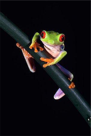 RED-EYED TREE FROG Agalychnis callidryas CENTRAL AMERICA Stock Photo - Rights-Managed, Code: 846-03166285