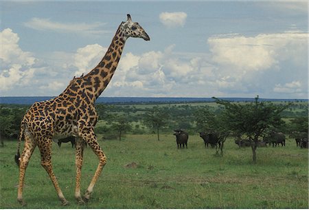 MASAI GIRAFFE WALKING ON PLAIN Giraffa camelopardalis MASAI MARA GAME RESERVE KENYA AFRICA Stock Photo - Rights-Managed, Code: 846-03166293