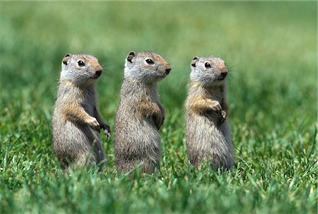 rocky mountain states - THREE BABY UINTA GROUND SQUIRRELS SITTING IN LINE YELLOWSTONE NATIONAL PARK WY Stock Photo - Rights-Managed, Code: 846-03166308