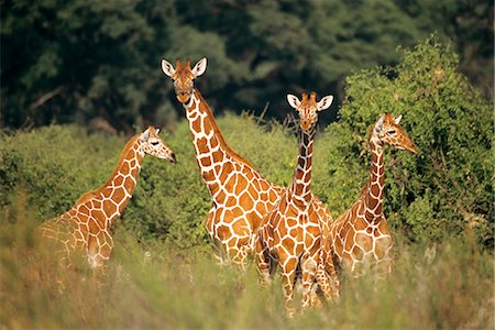 RETICULATED GIRAFFES SAMBURU GAME RESERVE KENYA, AFRICA Foto de stock - Con derechos protegidos, Código: 846-03166311