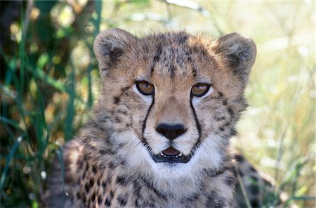 KENYA MASAI MARA NATIONAL RESERVE CHEETAH CUB SHADE BUSHES Stock Photo - Rights-Managed, Code: 846-03166330