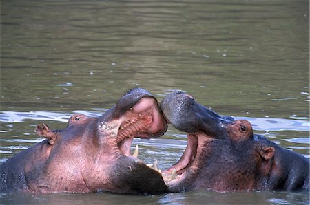 KENYA MASAI MARA NATIONAL RESERVE HIPPOS SPARRING Stock Photo - Rights-Managed, Code: 846-03166331