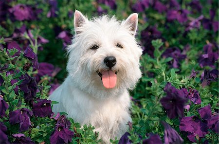WEST HIGHLAND TERRIER SITTING IN PETUNIAS Stock Photo - Rights-Managed, Code: 846-03163174