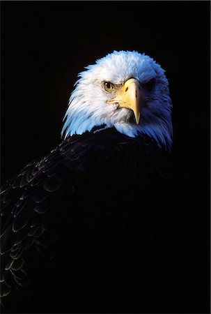 staring eagle - BALD EAGLE HEAD Haliaeetus leucocephalus Stock Photo - Rights-Managed, Code: 846-03163721