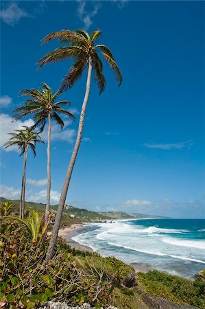 simsearch:841-05796490,k - Bathsheba Beach, Barbados, Windward Islands, West Indies, Caribbean, Central America Stock Photo - Rights-Managed, Code: 841-05784902