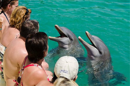 Dolphin encounter in Buena Vista UNESCO Biosphere Reserve, Buena Vista Bay, Cayo Santa Maria, Cuba, West Indies, Caribbean, Central America Stock Photo - Rights-Managed, Code: 841-05785017