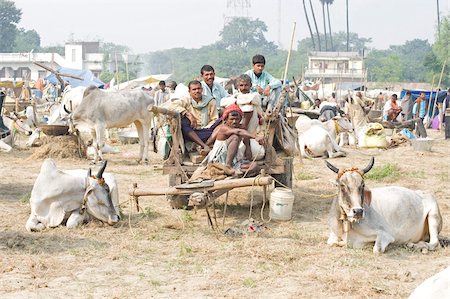 Bihari farmers and cattle owners resting on wooden cart, with their white cows decorated for sale at the annual Sonepur Cattle fair, near Patna, Bihar, India, Asia Foto de stock - Con derechos protegidos, Código: 841-05785480