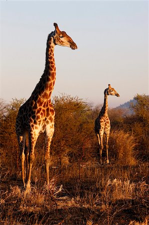 Giraffes, Madikwe game reserve, Madikwe, South Africa, Africa Stock Photo - Rights-Managed, Code: 841-05785876