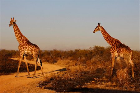 road, south africa - Giraffes, Madikwe game reserve, Madikwe, South Africa, Africa Stock Photo - Rights-Managed, Code: 841-05785877