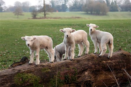 Lambs playing on a log in Stourhead parkland, South Somerset, Somerset, England, United Kingdom, Europe Stock Photo - Rights-Managed, Code: 841-05781094