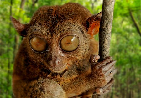 primative - Tarsier fraterculus, the smallest living primate, only 130mm (5 inches) tall, Tarsier Sanctuary, Sikatuna, Bohol, Philippines, Southeast Asia, Asia Stock Photo - Rights-Managed, Code: 841-05781107