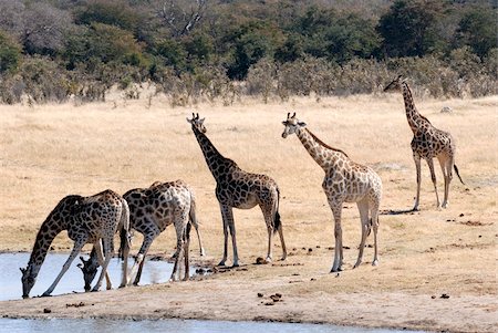 five animals - Giraffes at waterhole, Hwange National Park, Zimbabawe, Africa Stock Photo - Rights-Managed, Code: 841-05781762