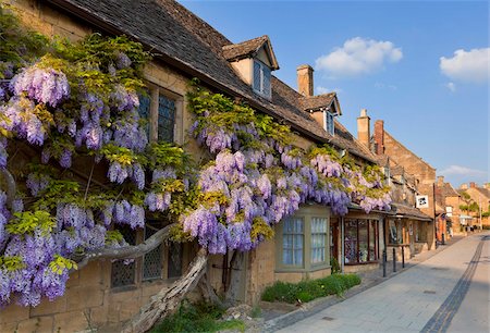 english - Purple flowering wisteria on a Cotswold stone house wall in the village of Broadway, The Cotswolds, Worcestershire, England, United Kingdom, Europe Stock Photo - Rights-Managed, Code: 841-05782385