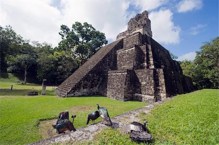 Turkeys at a pyramid in the Mayan ruins of Tikal, UNESCO World Heritage Site, Guatemala, Central America Stock Photo - Rights-Managed, Code: 841-05782523