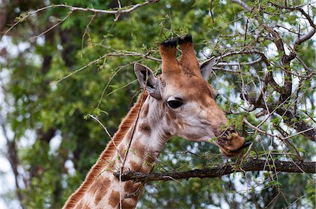 Giraffe (Giraffa camelopardalis), Kapama Game Reserve, South Africa, Africa Stock Photo - Rights-Managed, Code: 841-05783099
