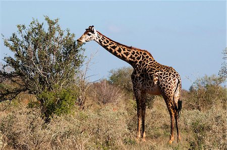 Masai giraffe (Giraffa camelopardalis), Lualenyi Game Reserve, Kenya, East Africa, Africa Stock Photo - Rights-Managed, Code: 841-05783186
