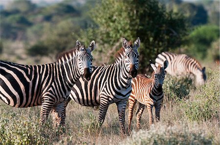 Grant's zebra (Equus quagga boehmi), Lualenyi Game Reserve, Kenya, East Africa, Africa Stock Photo - Rights-Managed, Code: 841-05783189