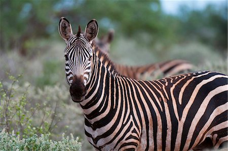 Grant's zebra (Equus quagga boehmi), Lualenyi Game Reserve, Kenya, East Africa, Africa Stock Photo - Rights-Managed, Code: 841-05783203