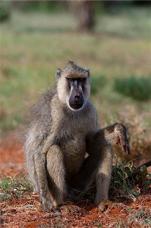 primative - Yellow baboon (Papio hamadryas cynocephalus), Tsavo East National Park, Kenya, East Africa, Africa Stock Photo - Rights-Managed, Code: 841-05783216