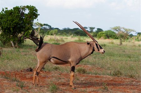 simsearch:841-03506025,k - Oryx (Oryx gazella), Tsavo East National Park, Kenya, East Africa, Africa Stock Photo - Rights-Managed, Code: 841-05783220