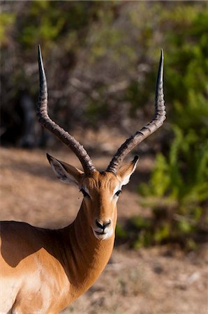 Impala (Aepyceros melampus), Tsavo East National Park, Kenya, East Africa, Africa Stock Photo - Rights-Managed, Code: 841-05783222
