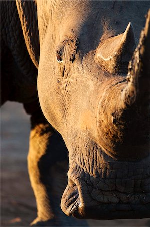 swaziland - White rhino (Ceratotherium simum), close up with eye, Hlane Royal National Park game reserve, Swaziland, Africa Stock Photo - Rights-Managed, Code: 841-05783238