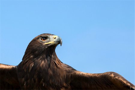 Captive golden eagle (Aquila chrysaetos), close up, United Kingdom, Europe Stock Photo - Rights-Managed, Code: 841-05783248