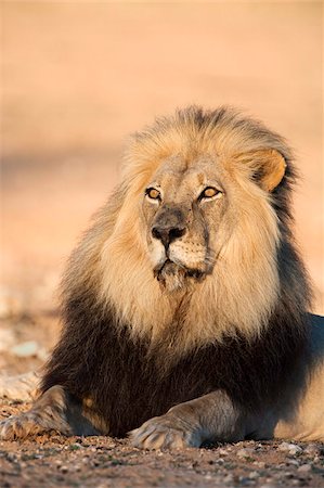 Blackmaned lion (Panthera leo), Kgalagadi Transfrontier Park, Northern Cape, South Africa, Africa Foto de stock - Con derechos protegidos, Código: 841-05783243