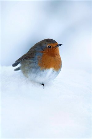 robin - Robin (Erithacus rubecula), in snow, United Kingdom, Europe Stock Photo - Rights-Managed, Code: 841-05783253