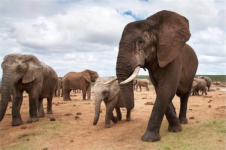 Éléphants (Loxodonta africana), Parc National Addo, Eastern Cape, Afrique du Sud, Afrique Photographie de stock - Rights-Managed, Code: 841-05783272