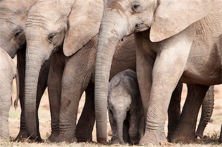 safari animals - Breeding herd of elephant (Loxodonta africana), Addo Elephant National Park, Eastern Cape, South Africa, Africa Stock Photo - Rights-Managed, Code: 841-05783273