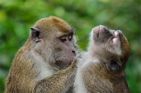 Macaques, Sabah, Borneo, Malaysia, Southeast Asia, Asia Stock Photo - Rights-Managed, Code: 841-05783431