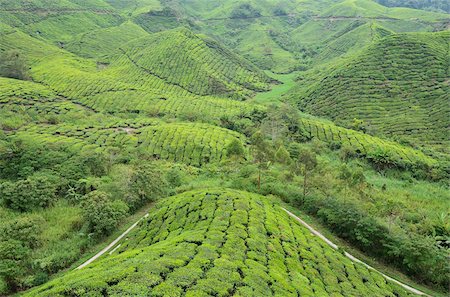 estate - Tea Plantation, Cameron Highlands, Perak, Malaysia, Southeast Asia, Asia Stock Photo - Rights-Managed, Code: 841-05783459
