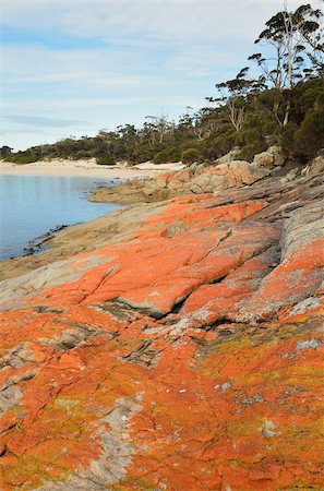 simsearch:841-05783557,k - Red lichen on rocks, Wineglass Bay, Freycinet National Park, Freycinet Peninsula, Tasmania, Australia, Pacific Stock Photo - Rights-Managed, Code: 841-05783516