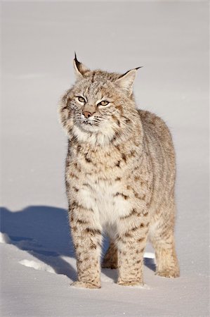 Bobcat (Lynx rufus) in the snow in captivity, near Bozeman, Montana, United States of America, North America Foto de stock - Con derechos protegidos, Código: 841-05783645