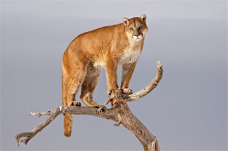 puma animal - Mountain Lion (Cougar) (Felis concolor) in a tree in the snow, in captivity, near Bozeman, Montana, United States of America, North America Stock Photo - Rights-Managed, Code: 841-05783648