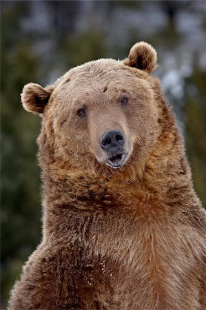 Grizzly bear (Ursus arctos horribilis) in captivity, near Bozeman, Montana, United States of America, North America Stock Photo - Rights-Managed, Code: 841-05783654