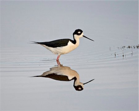 simsearch:841-03674388,k - Black-necked stilt (Himantopus mexicanus) with reflection, Bear River Migratory Bird Refuge, Utah, United States of America, North America Stock Photo - Rights-Managed, Code: 841-05783715