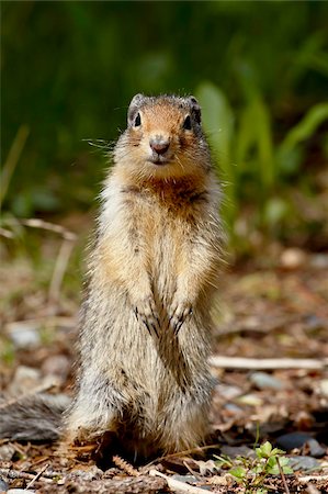 Columbian ground squirrel (Citellus columbianus), Manning Provincial Park, British Columbia, Canada, North America Stock Photo - Rights-Managed, Code: 841-05783758