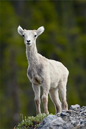 Stone sheep (Ovis dalli stonei) lamb, Muncho Lake Provincial Park, British Columbia, Canada, North America Stock Photo - Rights-Managed, Code: 841-05783780