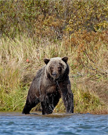 river fishing bear - Grizzly bear (Ursus arctos horribilis) (Coastal brown bear) dripping wet while fishing, Katmai National Park and Preserve, Alaska, United States of America, North America Stock Photo - Rights-Managed, Code: 841-05783848