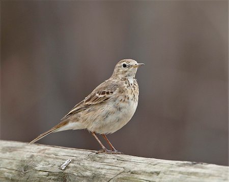 simsearch:841-03674388,k - American pipit (Anthus rubescens rubescens), San Jacinto Wildlife Area, California, United States of America, North America Stock Photo - Rights-Managed, Code: 841-05783950