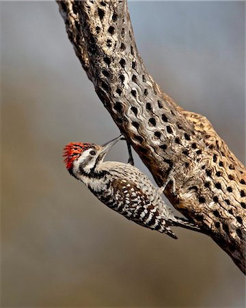simsearch:841-03674388,k - Male ladder-backed woodpecker (Picoides scalaris), The Pond, Amado, Arizona, United States of America, North America Stock Photo - Rights-Managed, Code: 841-05783960